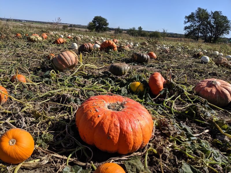 Head Into The Pumpkin Patch