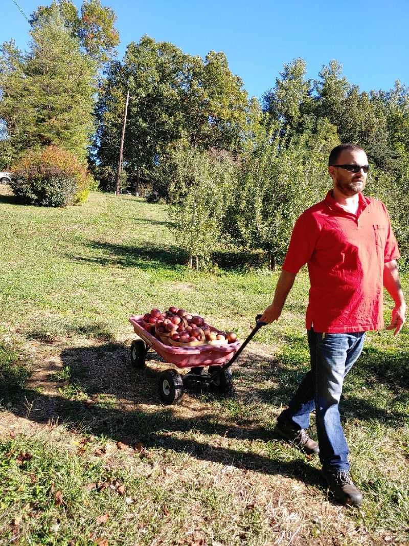 This North Carolina Orchard Lets You Pick Honeycrisp Gala And Fuji Apples Straight From The Trees - Decor Hint Come Back Later In The Season When Fuji Apples Are Ready
