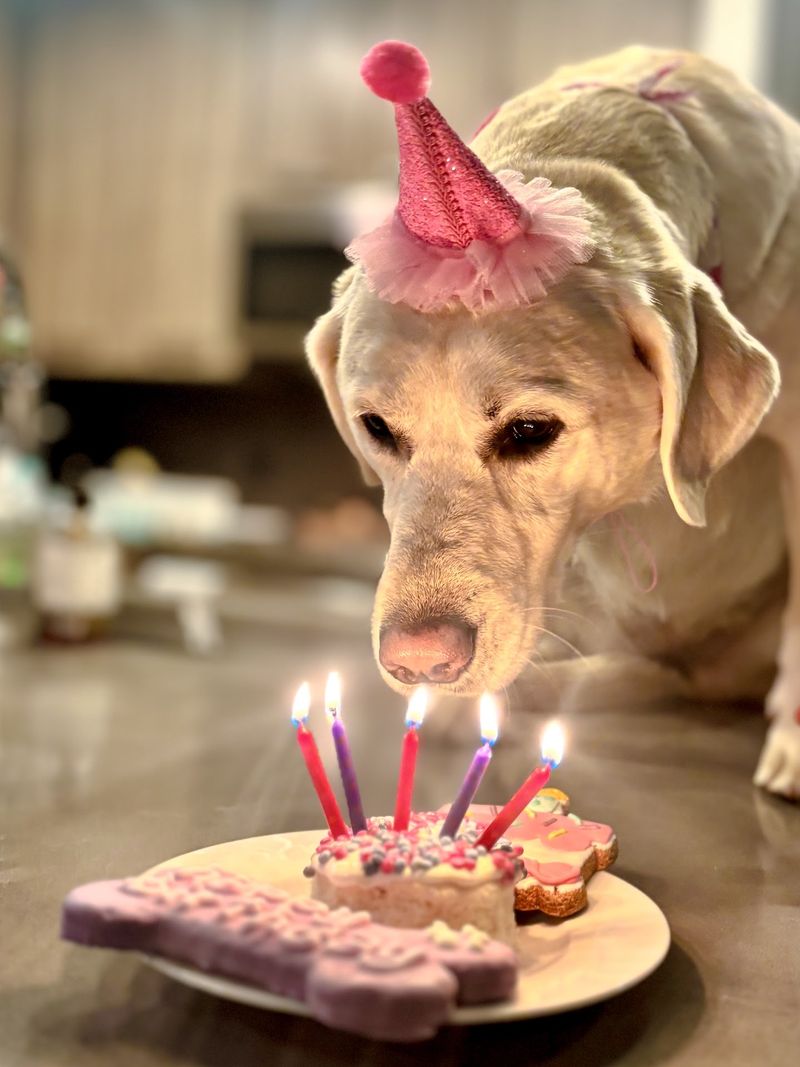 Celebrate A Birthday With Pup Cakes And Ice Cream