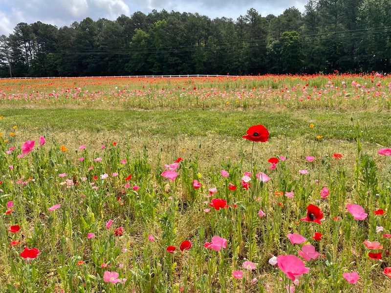 This North Carolina Farm Has Peach Picking, Flower Fields And Baby Highland Cows - Decor Hint Cut Your Own Zinnias While The Flower Fields Are Still Bursting With Color