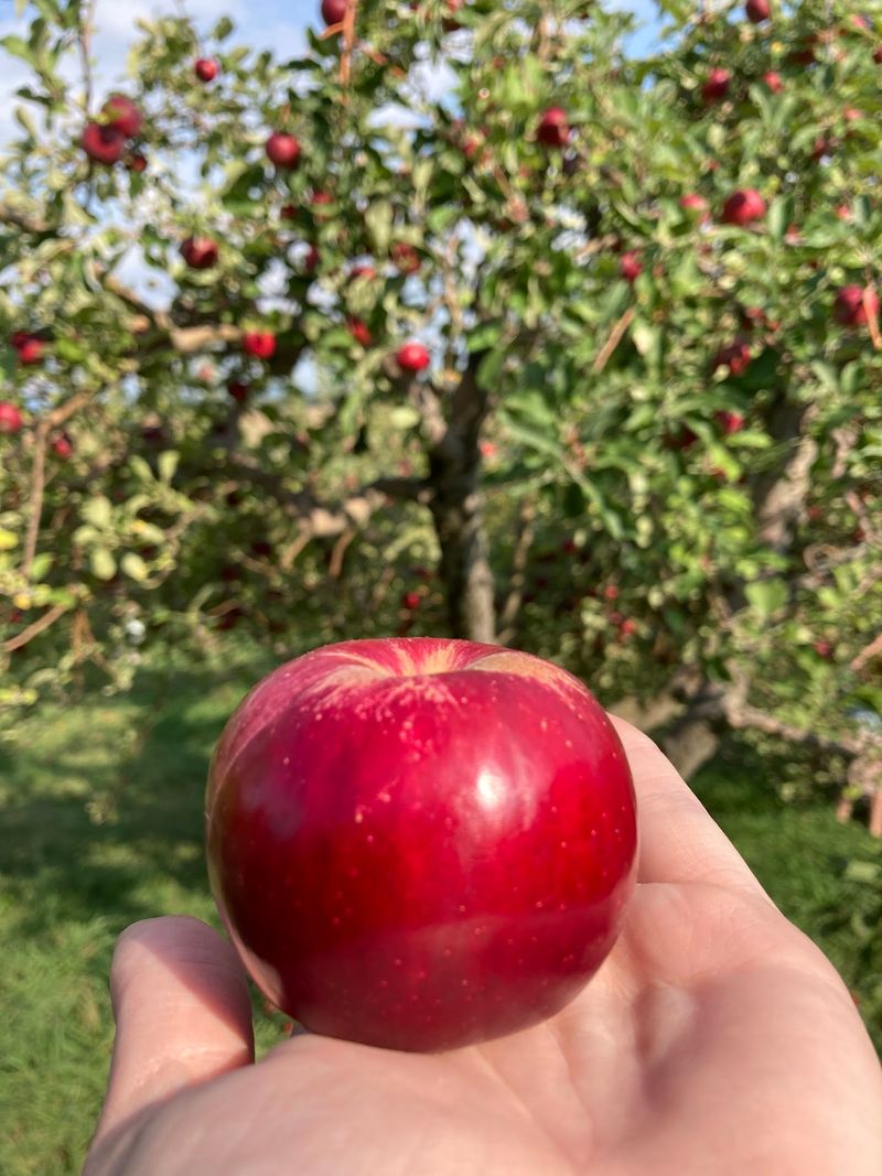 See Which Apple Varieties Are Ready During Your Visit