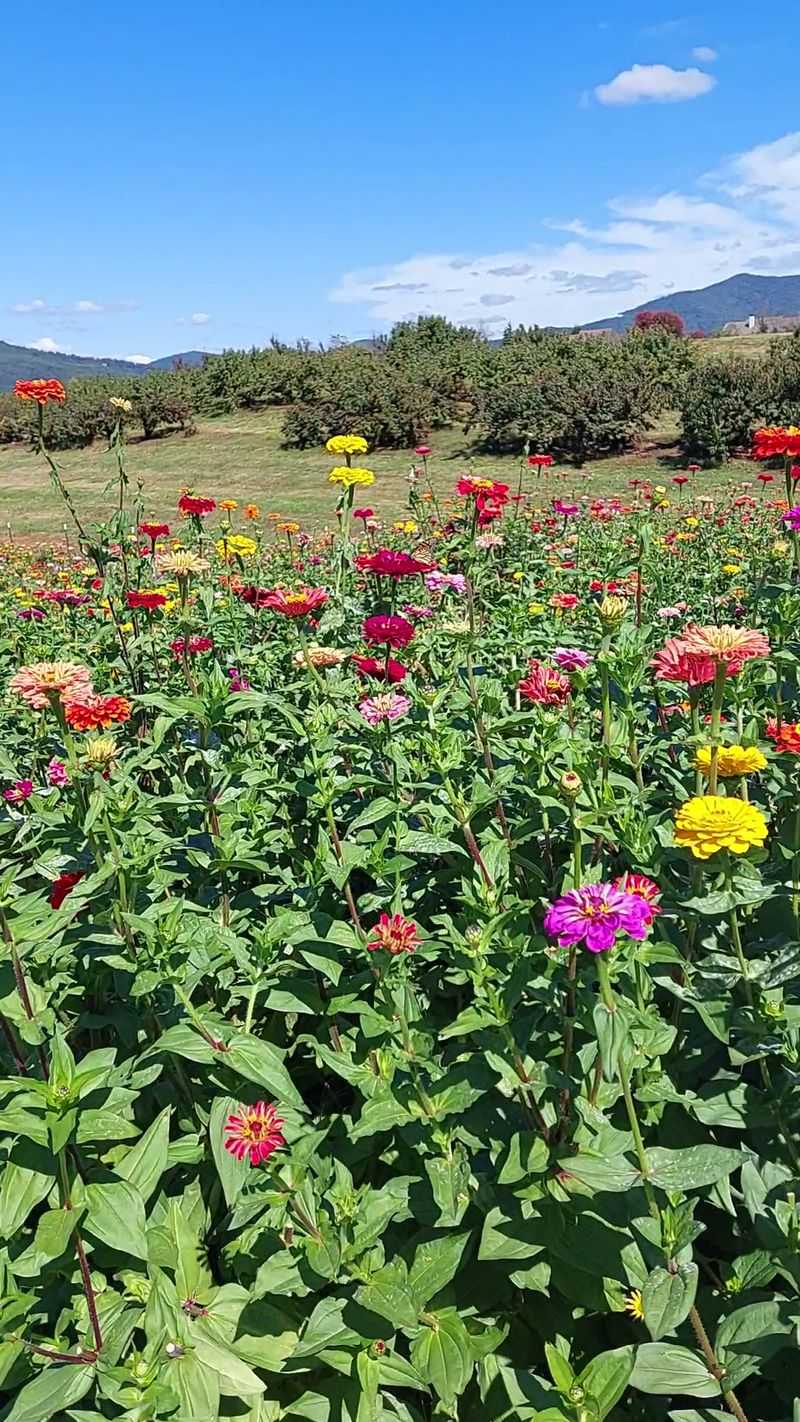 Sunflowers And Zinnias Ready For Cutting