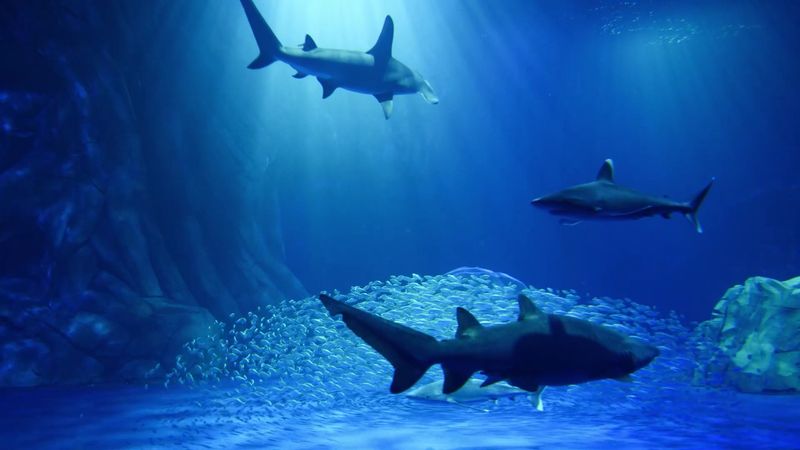 Sharks! Predators Of The Deep, Georgia Aquarium, Atlanta