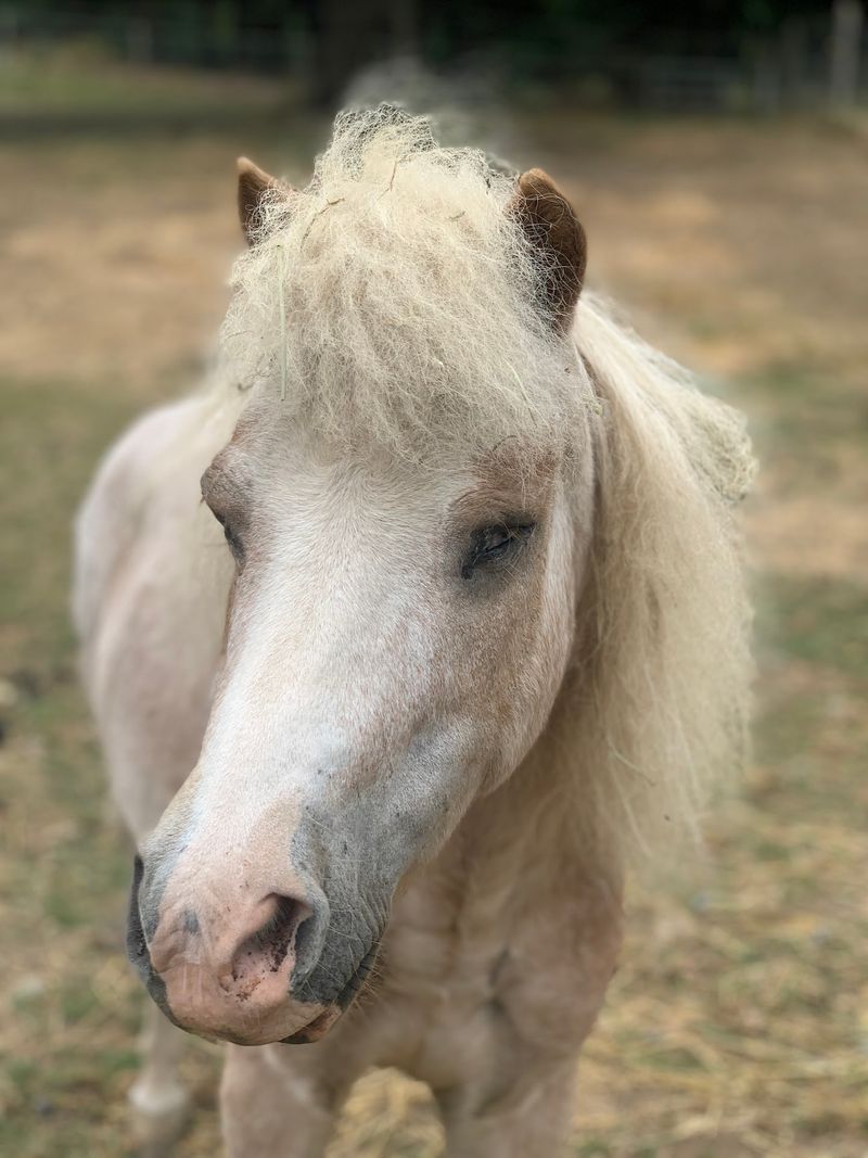 Black Dawg Farm And Sanctuary, Rainier