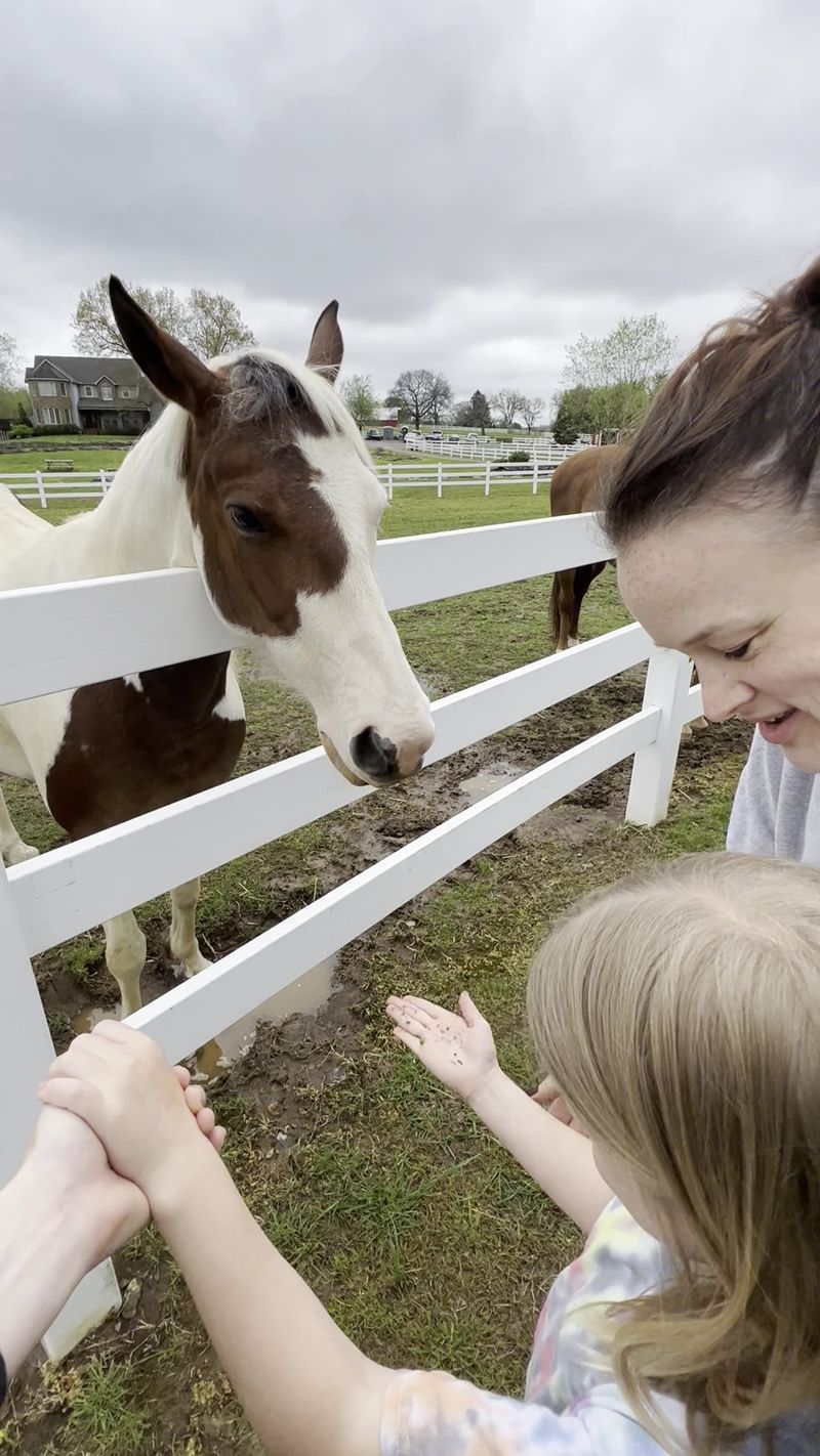 This Tennessee Animal Sanctuary Lets You Hug Cows And Cuddle Rescued Turkeys - Decor Hint Weekday Programs Worth Booking