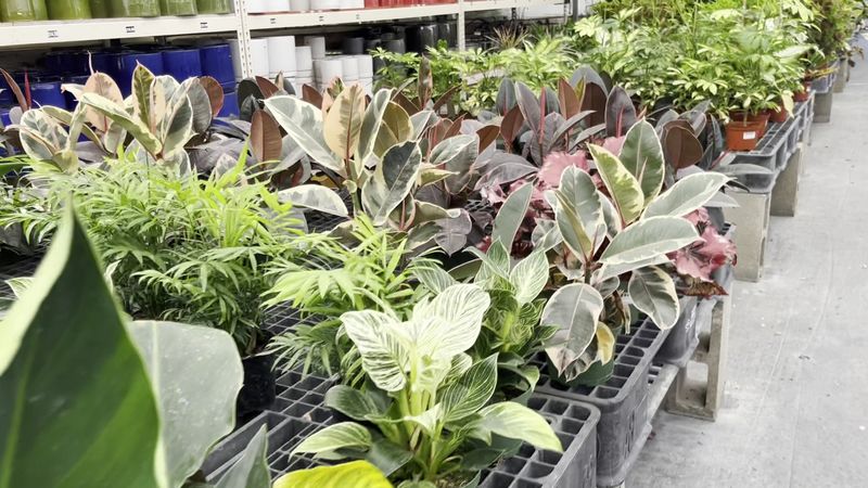 Plants Grown On Site And By Local Growers