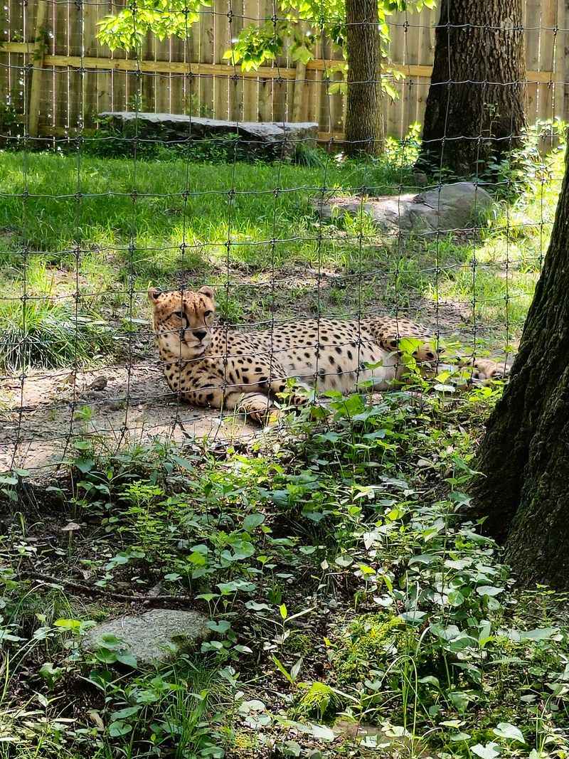 Southwick's Zoo, Mendon