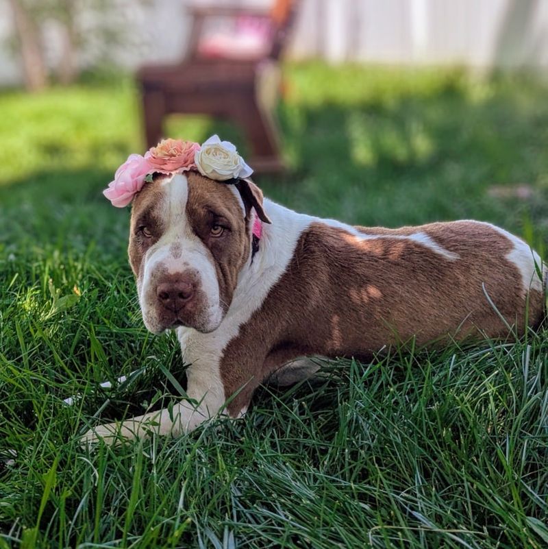 Snake River Animal Shelter