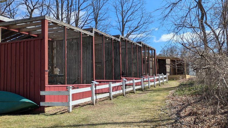 This Connecticut Nonprofit Helps Injured Birds Recover And Lets You Visit For Free - Decor Hint Free Admission, With A Suggested Donation