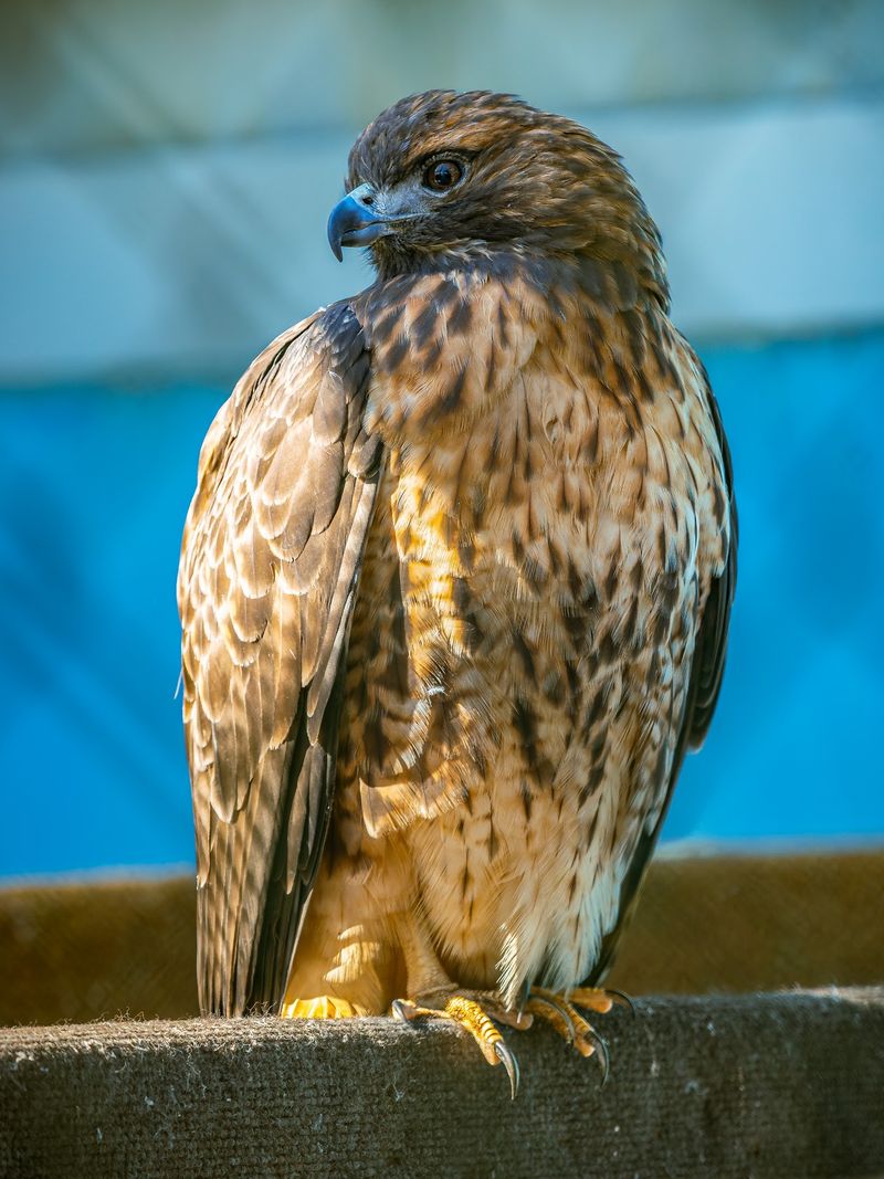 The Raptor Trust, Millington