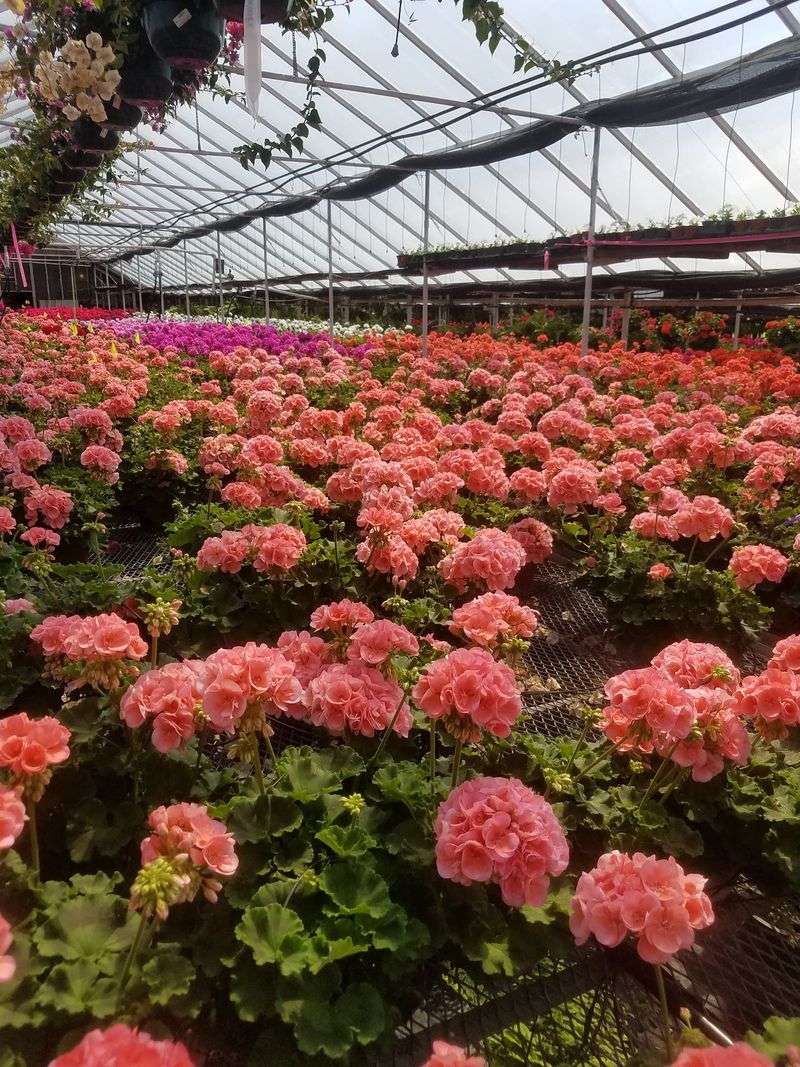 Rows Of Annuals That Turn A Porch Around