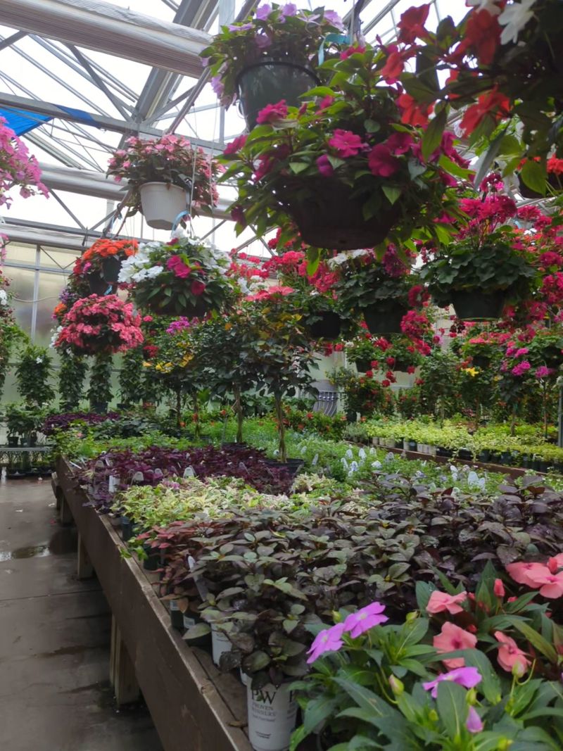 Greenhouses Packed With Annuals For Instant Color