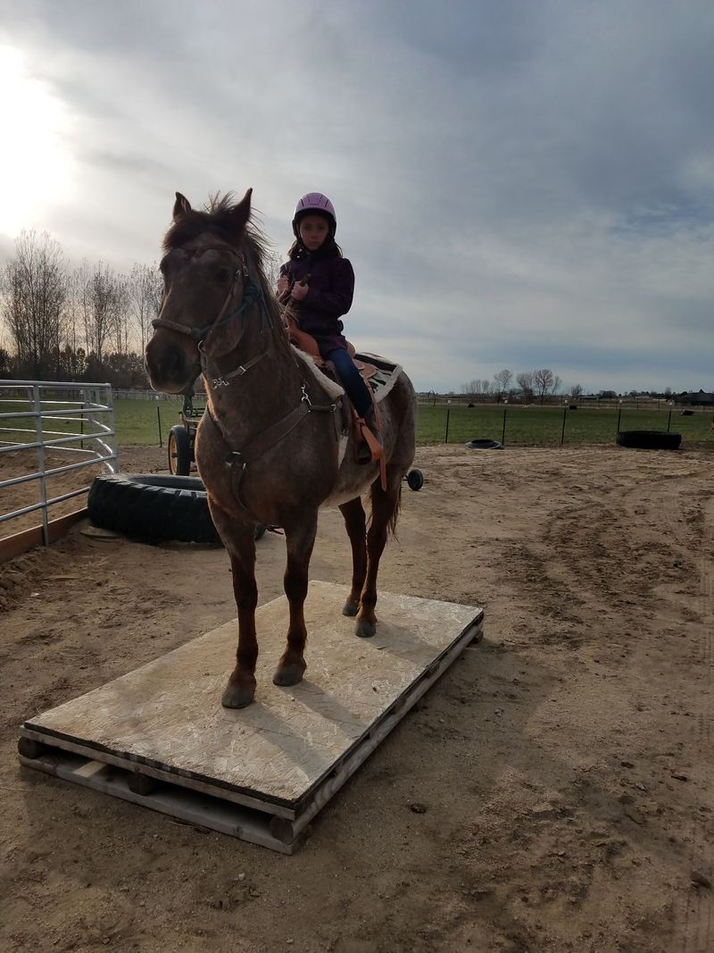 Ask Questions While An Experienced Rider Guides You Through Each Step