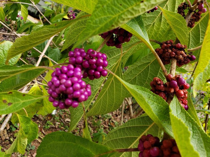 Rain Gardens And Native Plant Conservation You Can Actually See