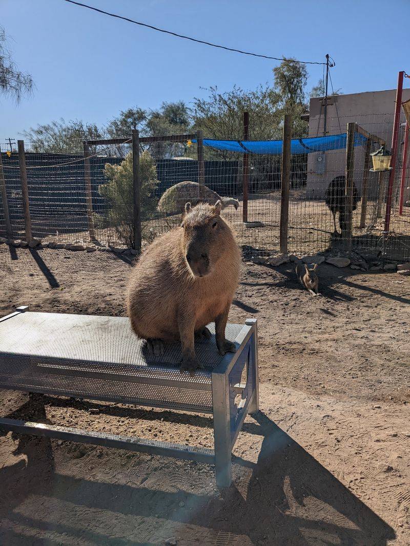 Animals On The Move, Mobile Zoo