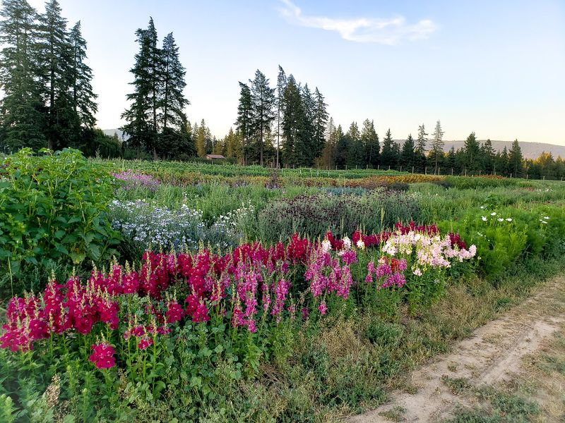You Can Browse A Walk-In Cooler Packed With Just-Picked Blooms