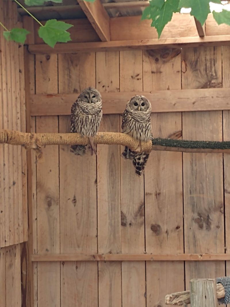 This Connecticut Nonprofit Helps Injured Birds Recover And Lets You Visit For Free - Decor Hint Non-Releasable Birds Who Became Teachers