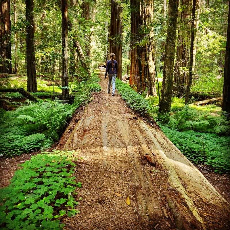 Avenue Of The Giants And Victorian Ferndale