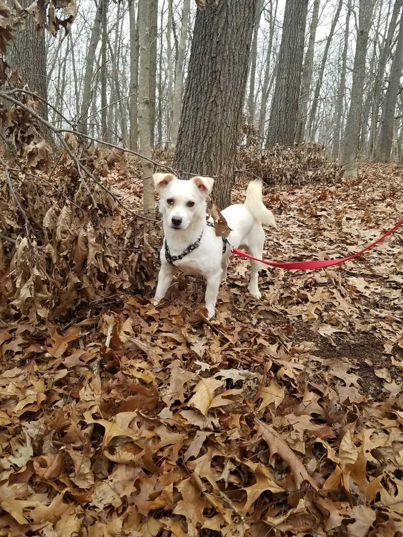 Seven Wooded Acres Give The Shelter Its Peaceful Setting