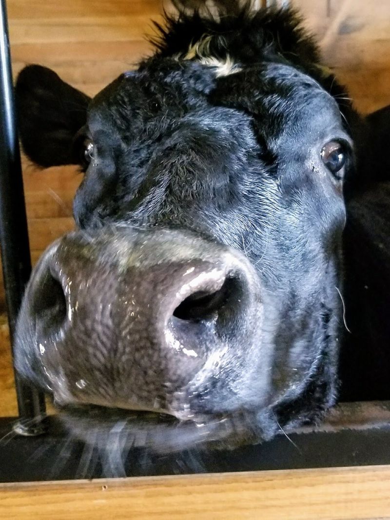 This Tennessee Animal Sanctuary Lets You Hug Cows And Cuddle Rescued Turkeys - Decor Hint Cow Hugs And Quiet Healing