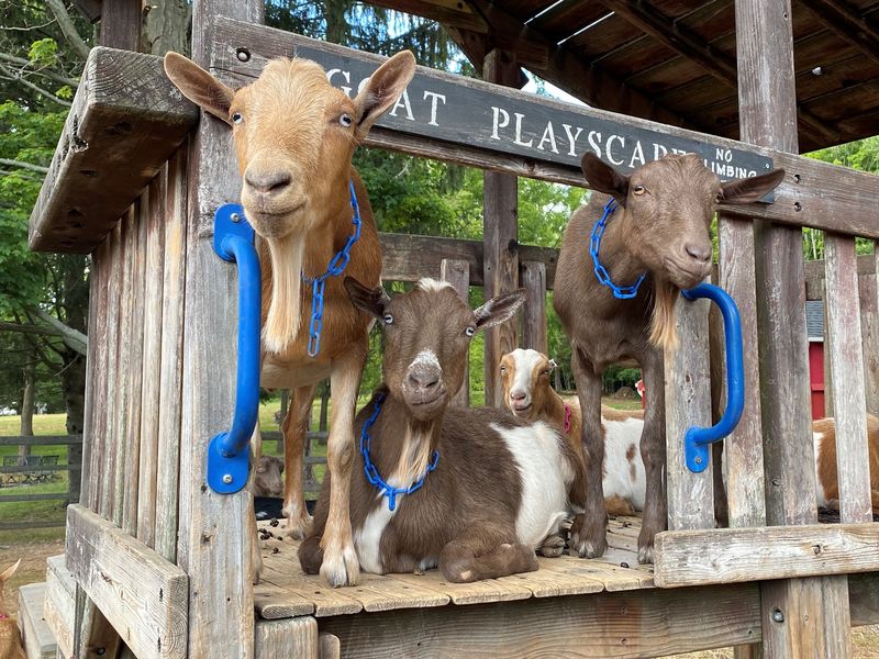Bradley Mountain Farm, Southington