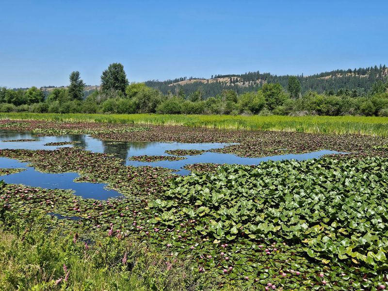 Watch Wetlands And Mountain Views Trade Places All Day