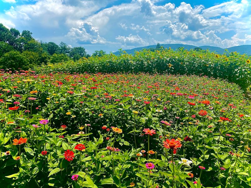 This 400-Acre North Carolina Mountain Farm Has Sunflowers, U-Pick Fruit And Wagon Rides - Decor Hint You Can Cut Your Own Sunflowers In A 3.5-Acre Flower Field