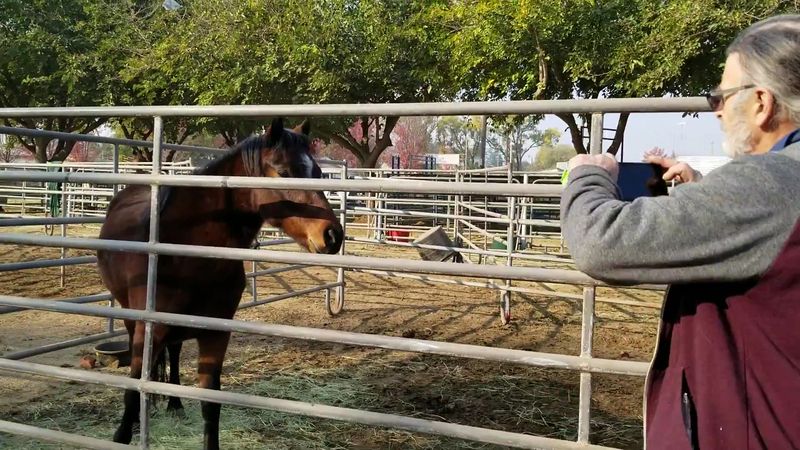 Walk Through The Livestock Barns And Meet The Animals