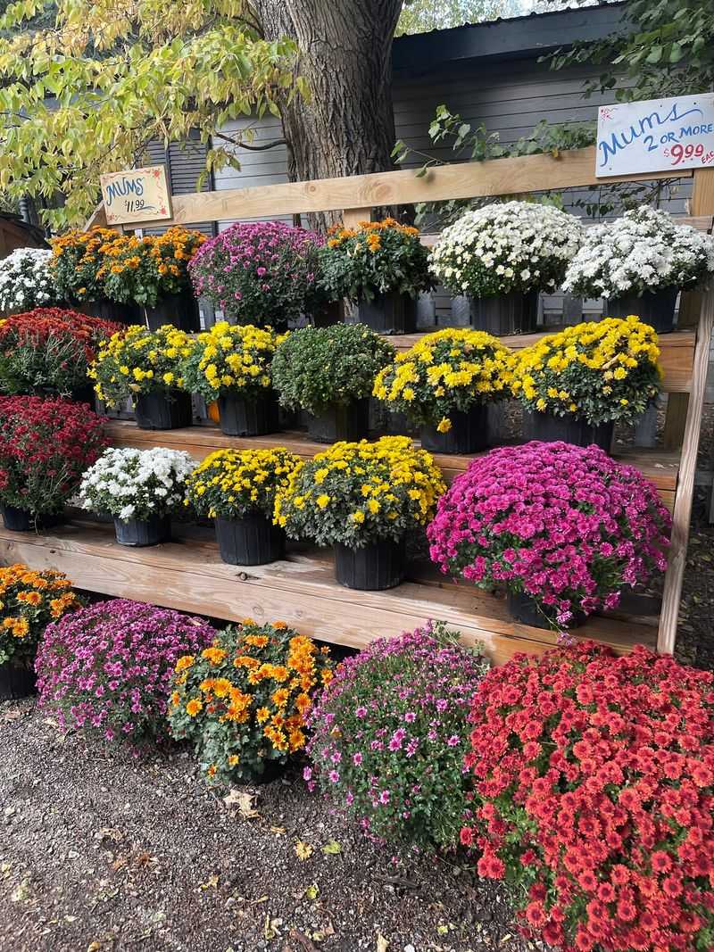 Hayracks Into The Pumpkin Sea