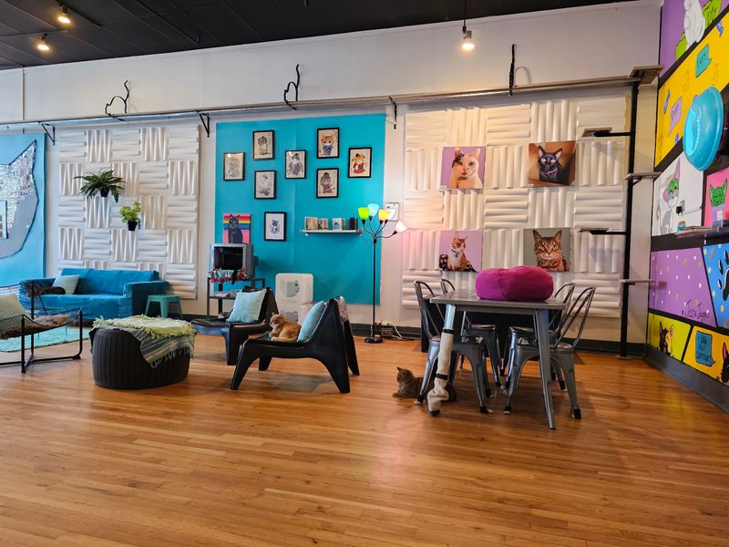 North Carolina Has 10 Cat Cafes Where Adoptable Cats Might Just Pick Their Own Humans - Decor Hint Crooked Tail Cat Cafe, Greensboro