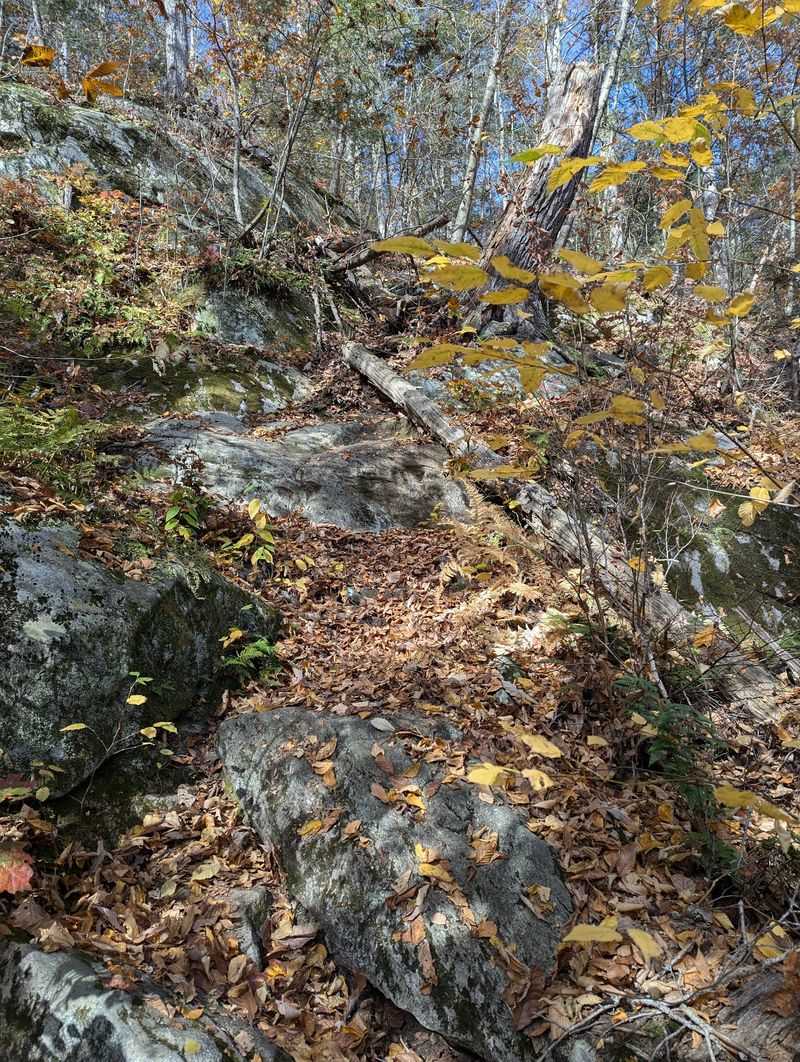 Rocky Trails And Deep Woods