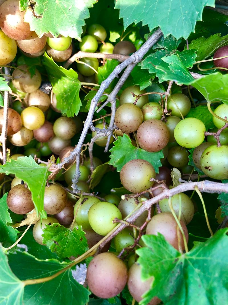 This 2-Acre North Carolina U-Pick Vineyard Is Loaded With 4 Kinds Of Muscadine Grapes - Decor Hint Taste Lane Grapes Straight From The Vine