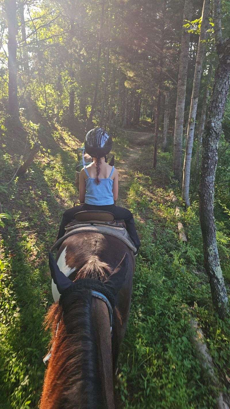 Horses That Know Every Turn Of The Trail