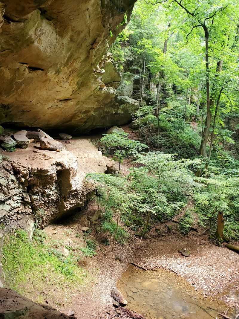 Eastern Hemlock Trees And The Rare Plants That Call This Canyon Home