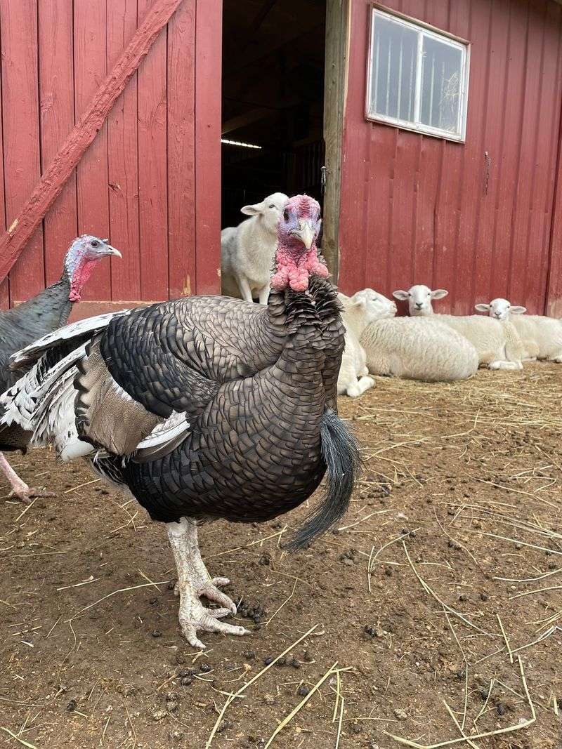 This Tennessee Animal Sanctuary Lets You Hug Cows And Cuddle Rescued Turkeys - Decor Hint Kindness You Can Take Home
