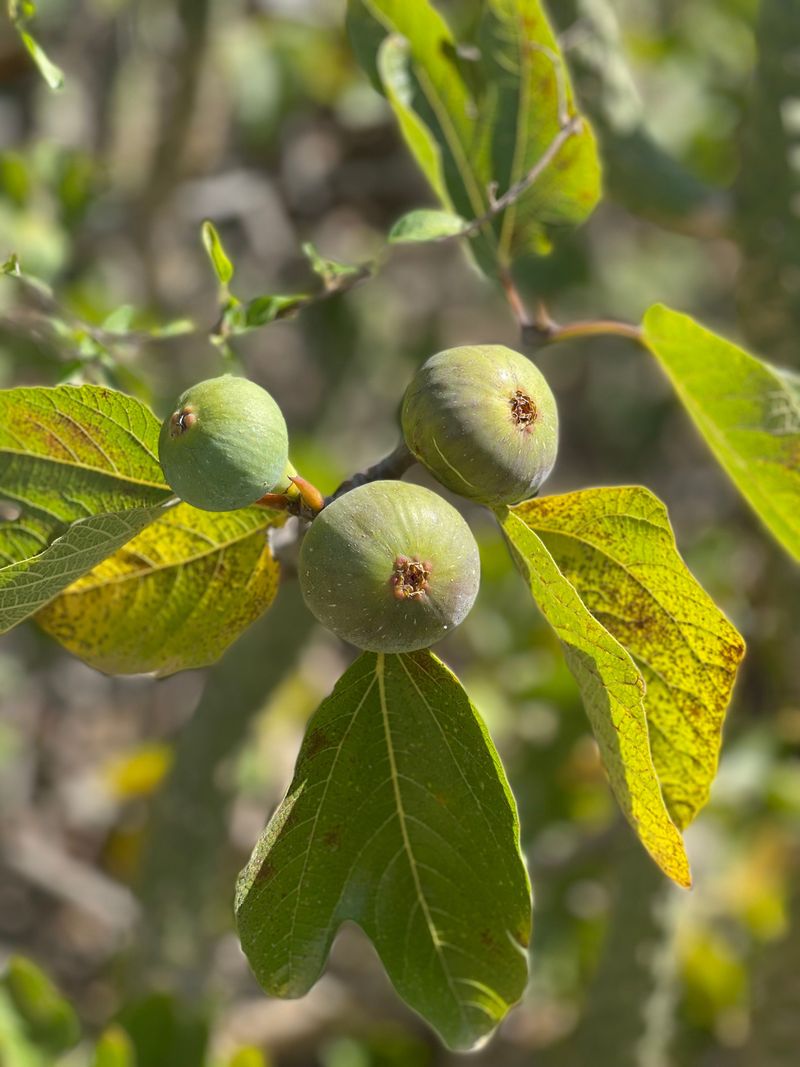 9 North Carolina Farms Where You Can Pick Or Find Fresh Figs This August - Decor Hint Indian Grove Farms