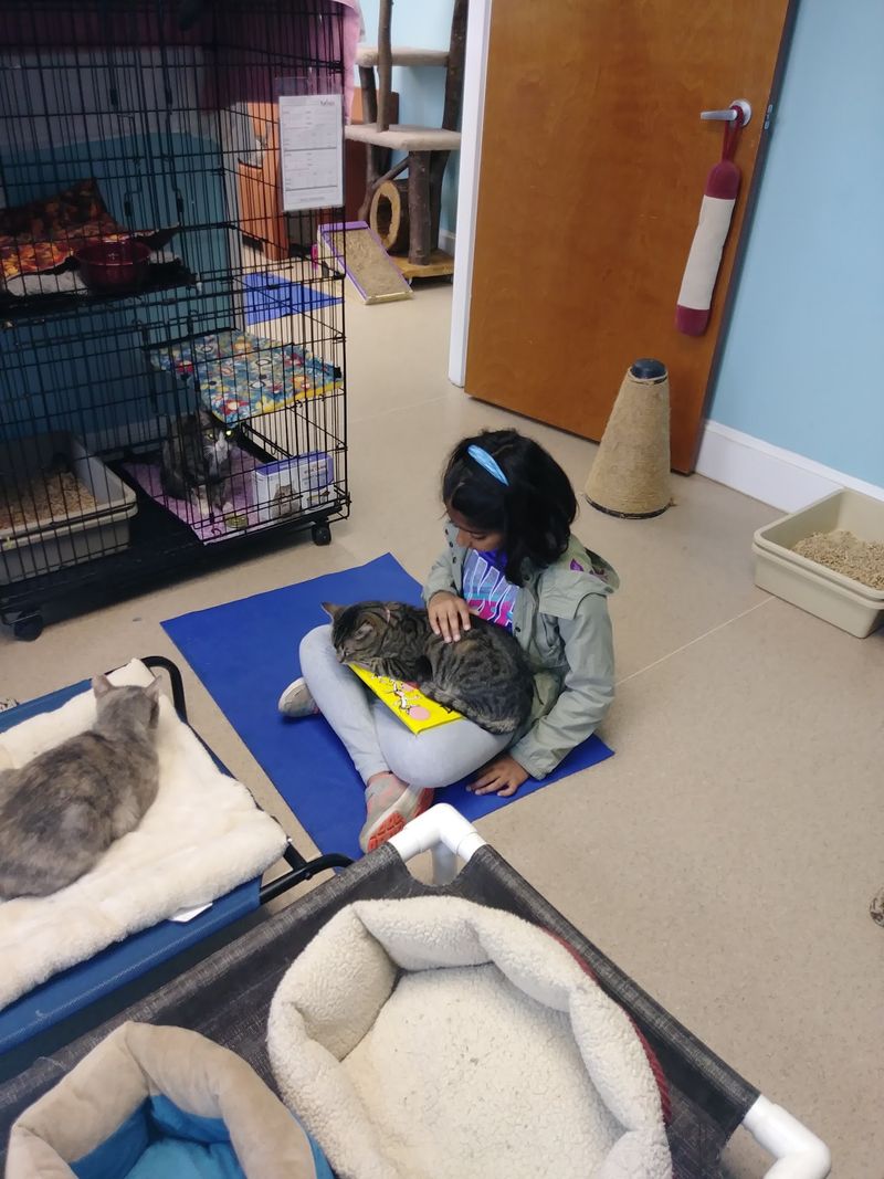 The Cat Cafe You Did Not See Coming