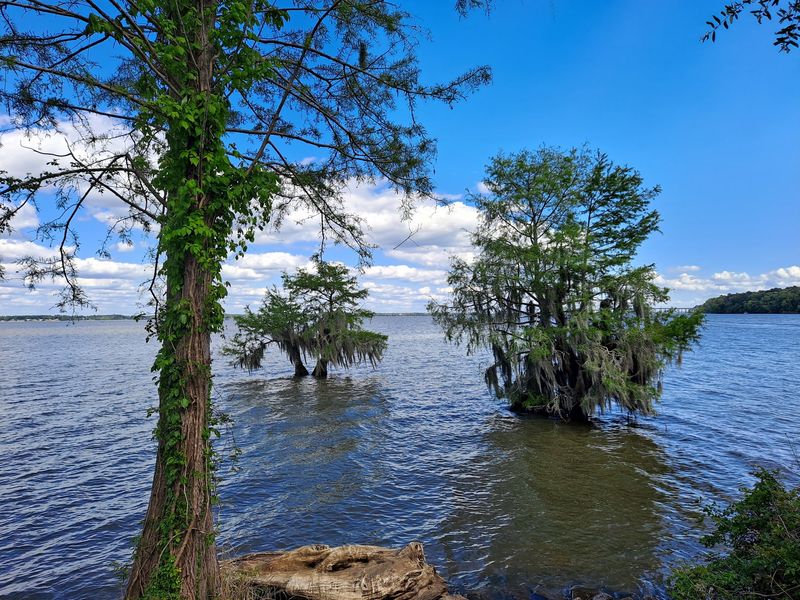 Lake Marion's Enormous Playground