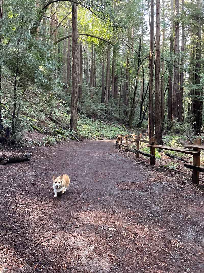 East Ridge Trail, Reinhardt Redwood Regional Park, Oakland