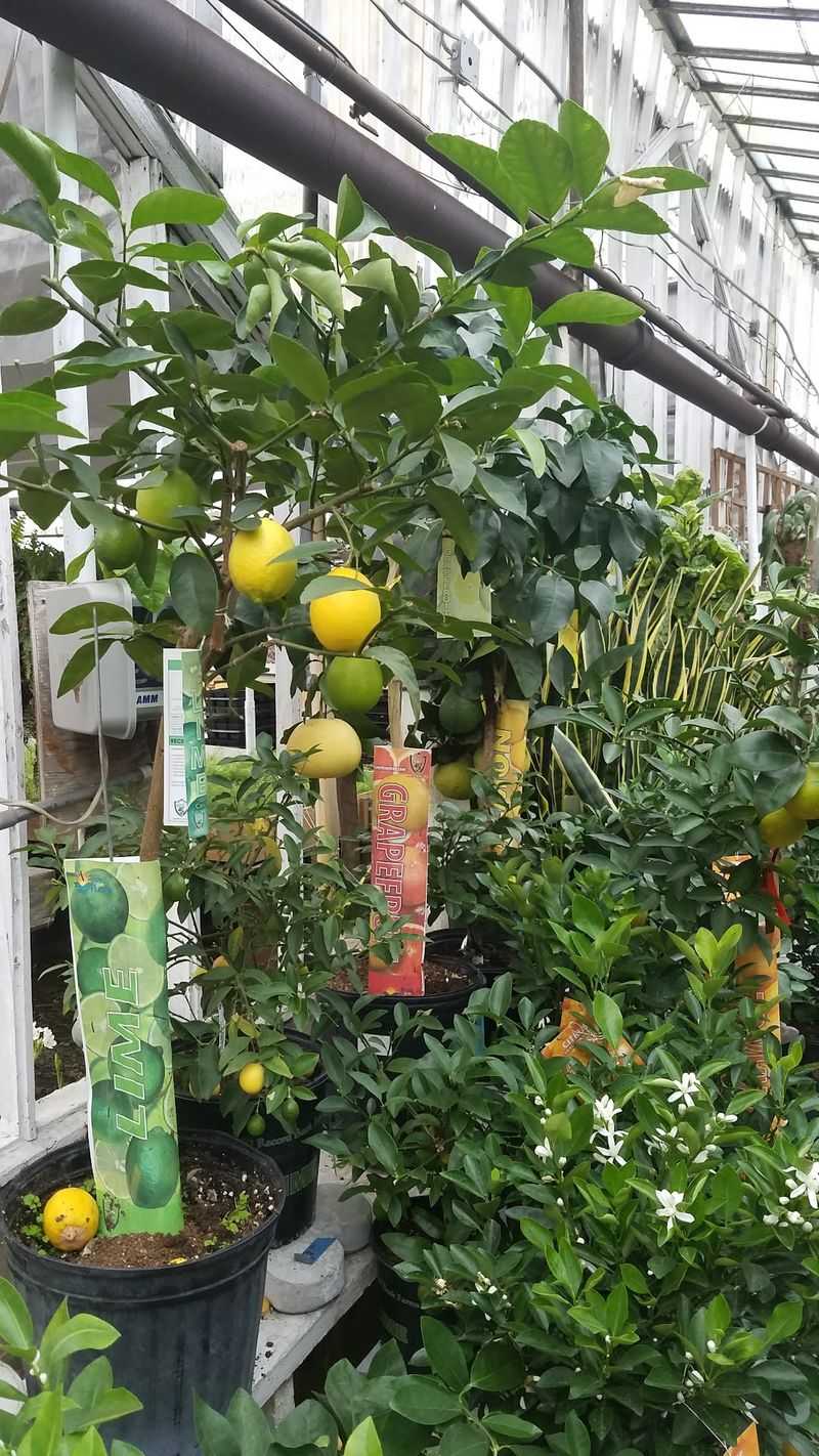 Vegetable Starts For The Backyard Grower