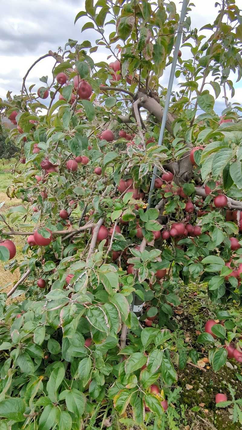 This Beautiful New York Farm Is Quietly Opening Its Apple Orchards Before The Fall Crowds Arrive - Decor Hint The First Bite Test Nobody Should Skip