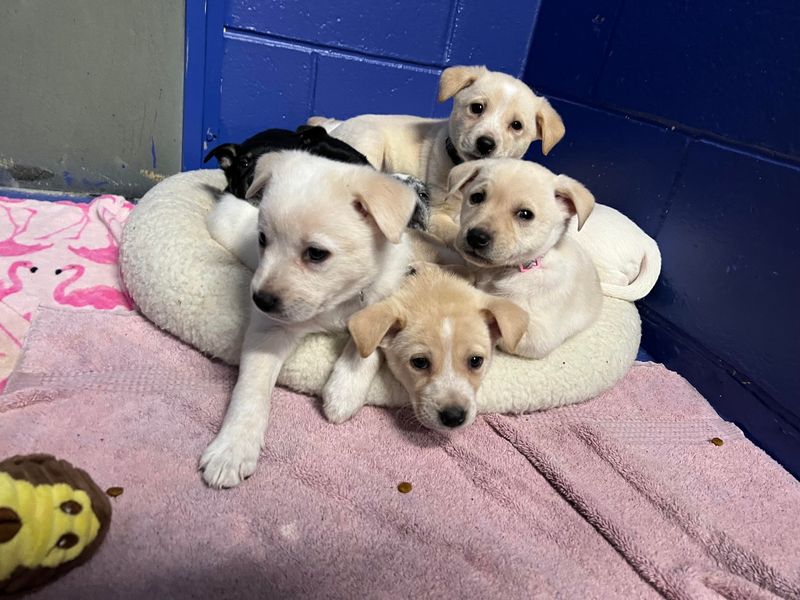 PawSafe Animal Rescue, Inc., Ellington