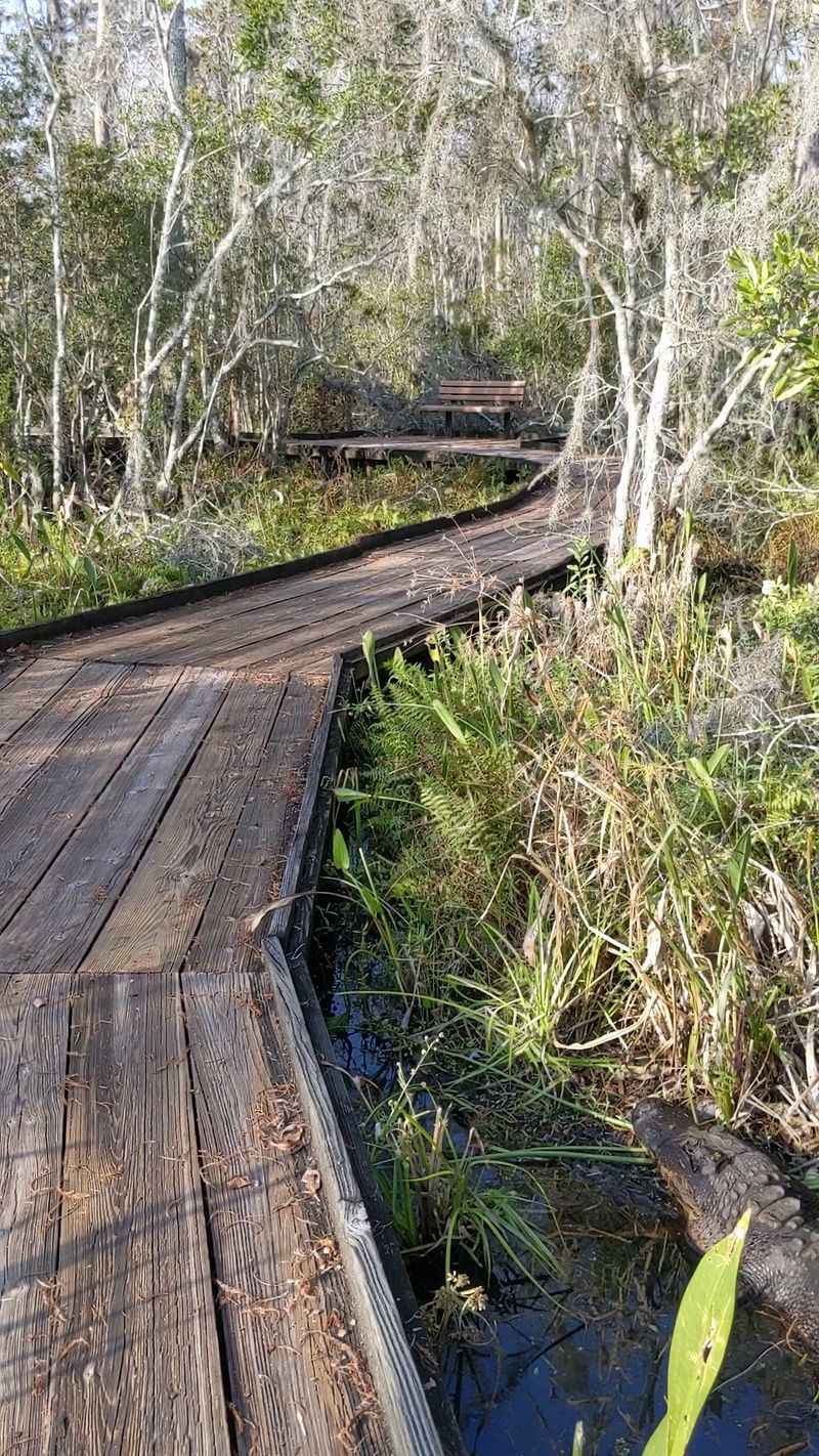 10 Louisiana Day Trips Featuring Swamp Boardwalks And Cajun Food Stops - Decor Hint Jean Lafitte National Historical Park And Preserve, Marrero