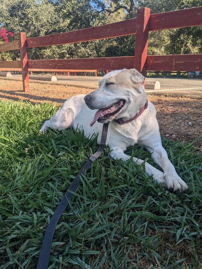 Bradshaw Animal Shelter