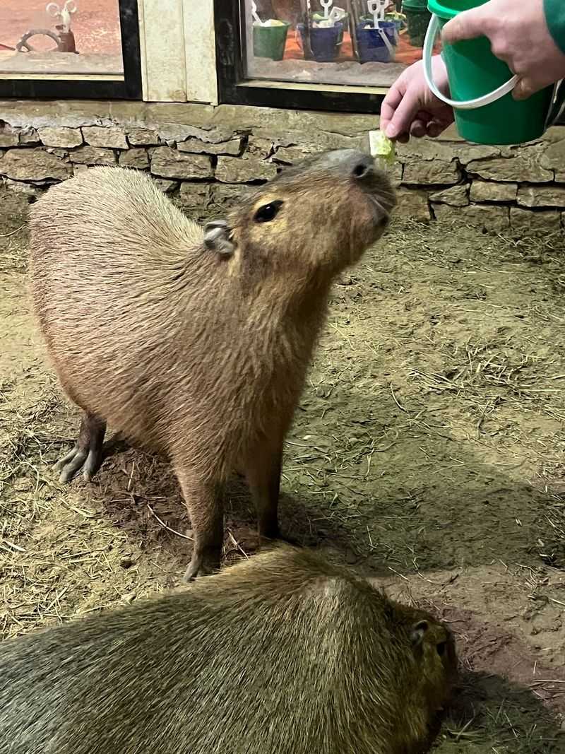 Rare Livestock Makes Every Loop Feel Different