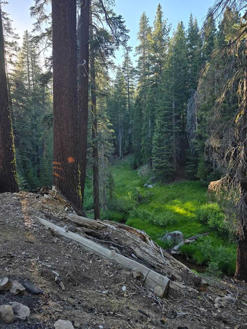 Forest Trails Leading Toward Kaiser Wilderness