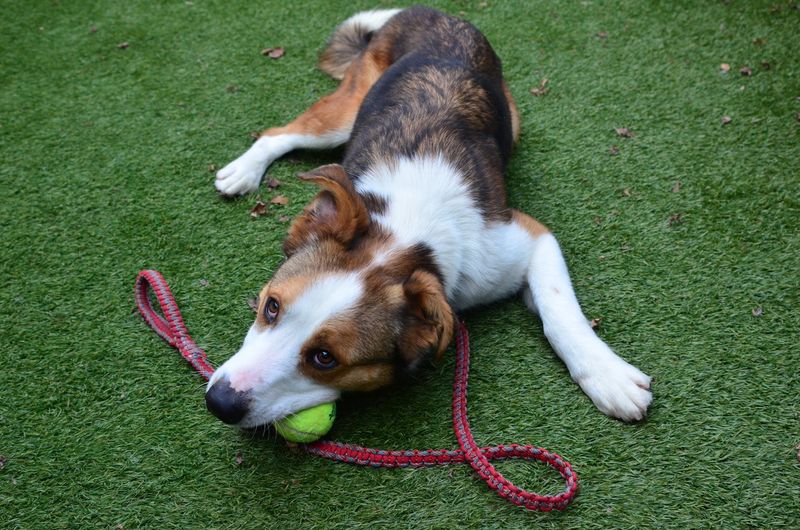 Marin Humane