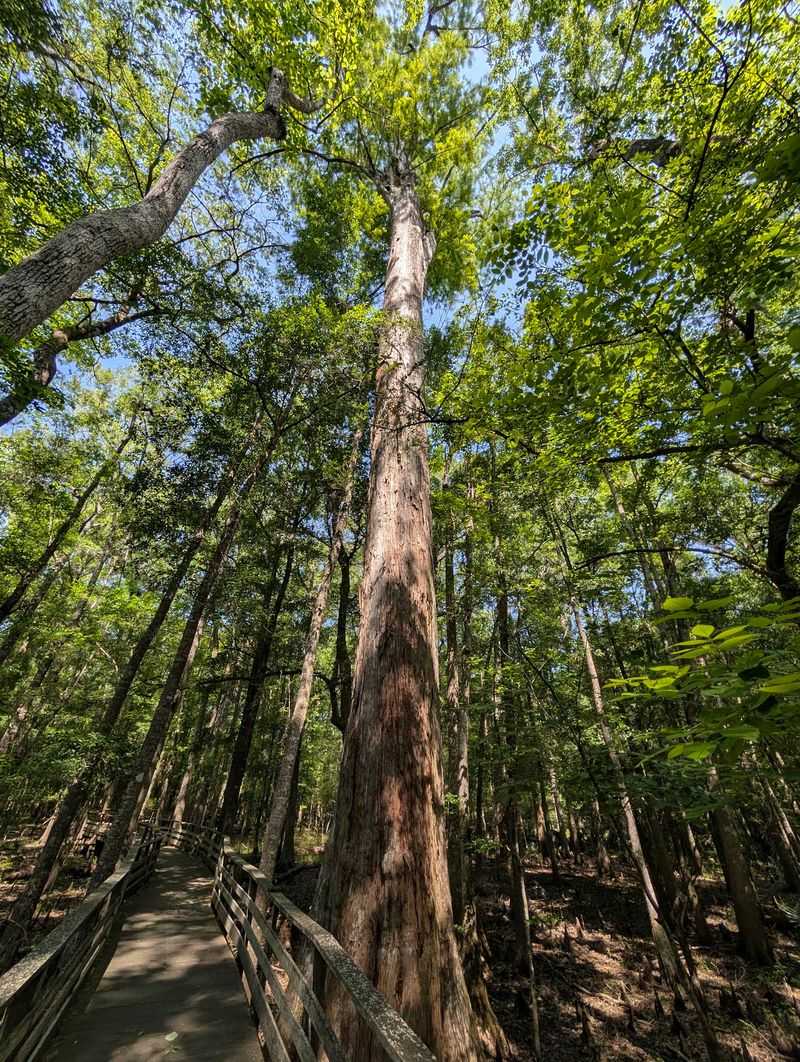 This South Carolina Swamp Tour Takes You Into A World Of Snakes And More - Decor Hint Boardwalk Wonders