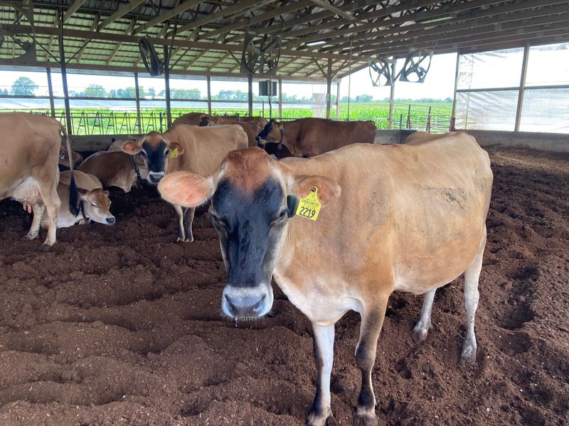 Watching The Cows Through The Big Window