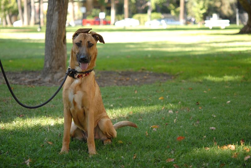 Pasadena Humane